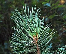scots pine